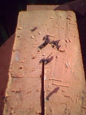 IMG0066A.jpg