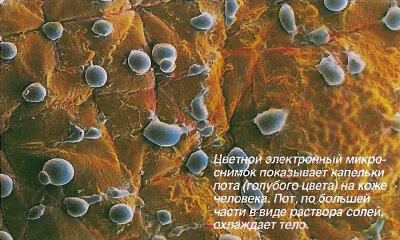 kapelki-pota-na-kozhe-cheloveka-pod-mikroskopom.jpg