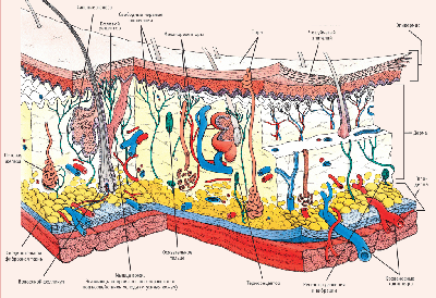 structure-skin-2.png